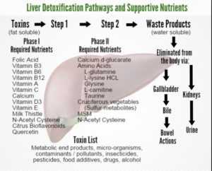 Phase 2 Liver Detoxification